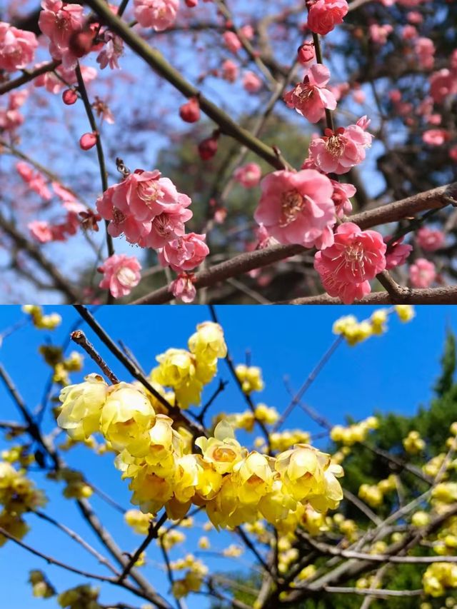 杭州超山，一個小眾嘅旅遊地。