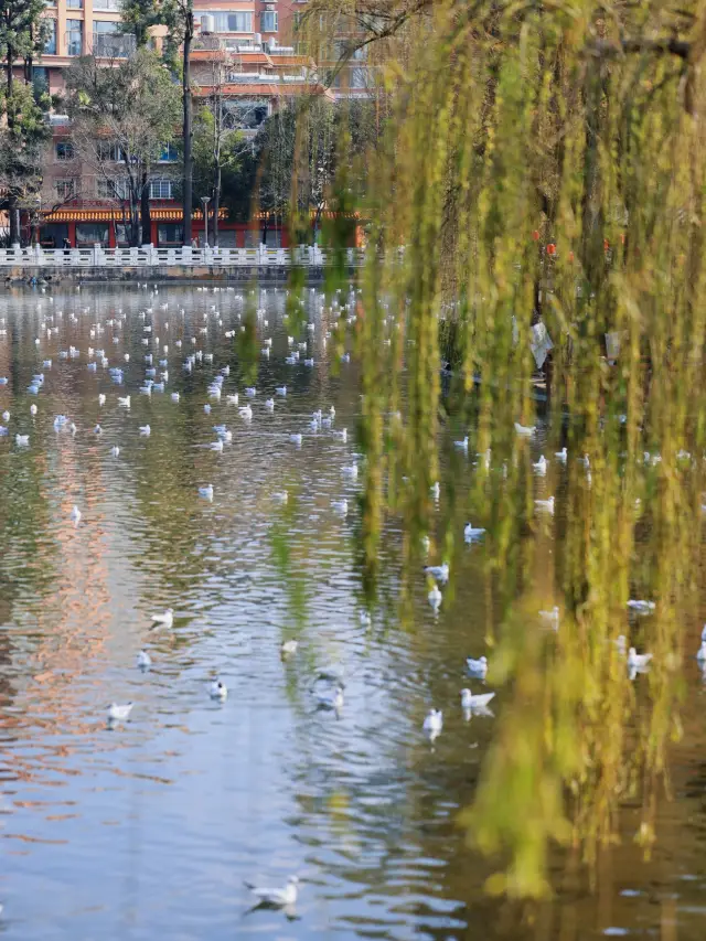 昆明翠湖公園｜鬱金香花海，賞花正當時！