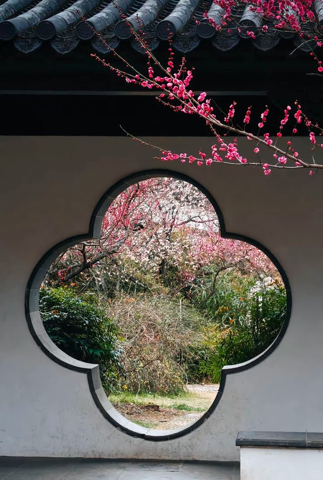 南京Ⅰ金陵冬春交替之時，是梅花編織的綺夢