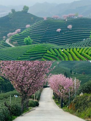 I thought Longjing Village was beautiful, until I visited Wuliang Mountain in Hangzhou!