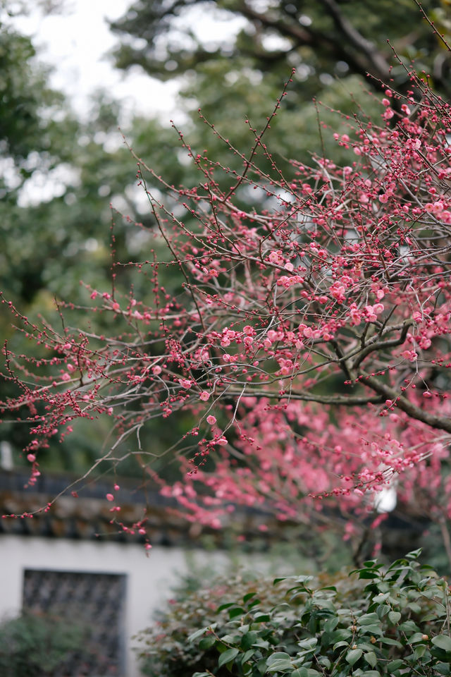 上海梅花季一定要去這個古典園林賞花還免費!! 上海梅花季一定要去這個古典園林賞花還免費!!