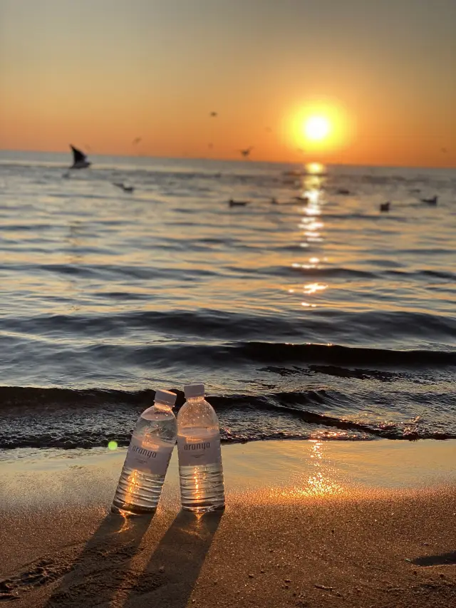 친황다오 조류 관찰|오렌지 바다와 함께 홍부리갈매기가 찾아왔습니다