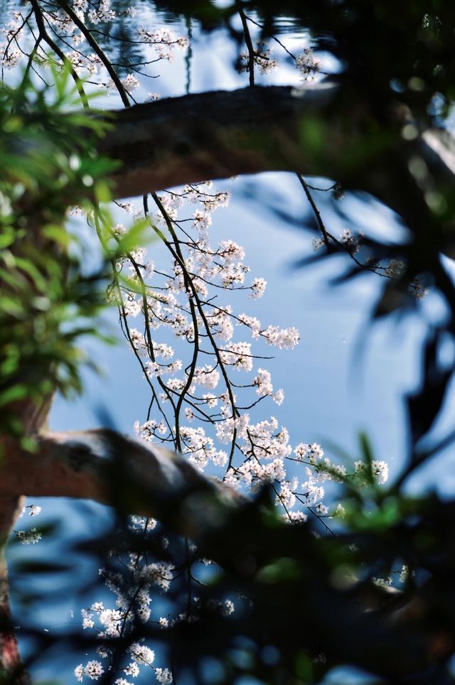 長沙春日櫻語,望月拾夢 長沙春日櫻語,望月拾夢