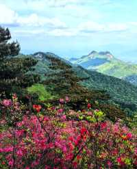 龜峰山的四月不要錯過呀