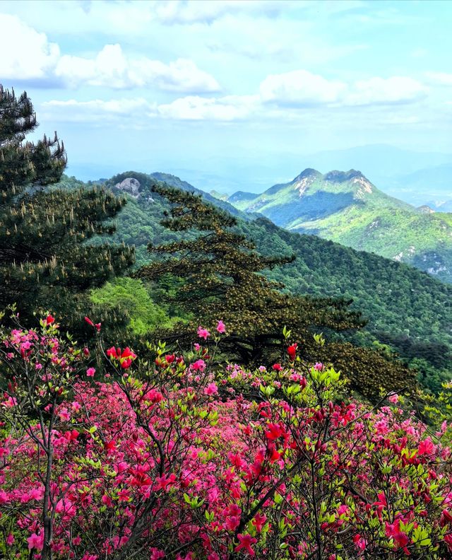 龜峰山的四月不要錯過呀