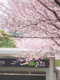 貴陽最美地鐵站🌸 紫葉李悄悄綻放啦