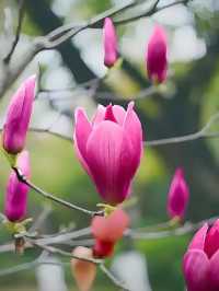 玉蘭吐芳