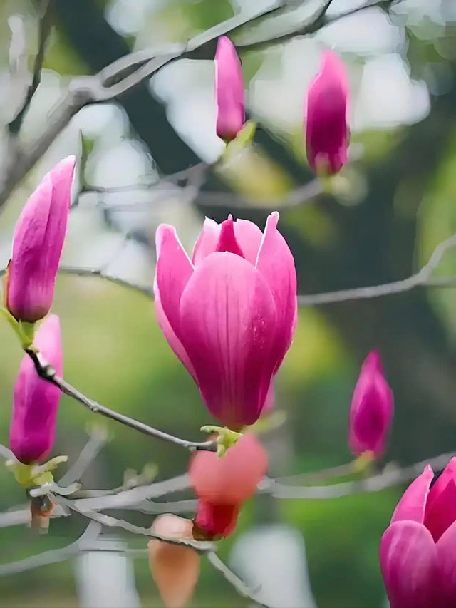玉蘭吐芳