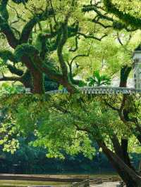 真羨慕佛山人！竟然藏著這麼美的公園不說