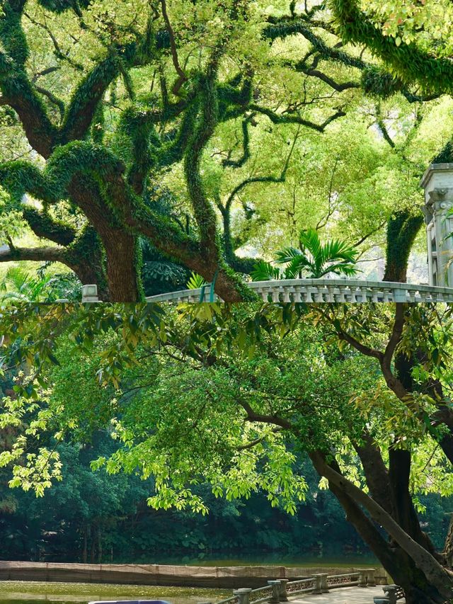 真羨慕佛山人！竟然藏著這麼美的公園不說