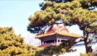 想你的風吹到了北陵公園
