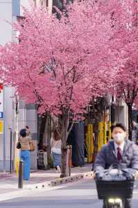 如果你三月來日本錯過早櫻，我會很難過！