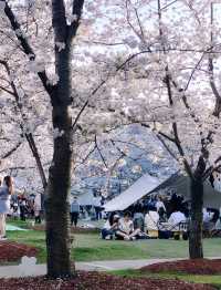 顧村公園櫻花節市集超級熱鬧