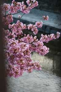 京都淀河津桜の現状を楽しむ