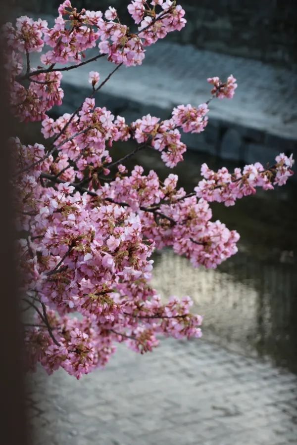 京都淀河津桜の現状を楽しむ