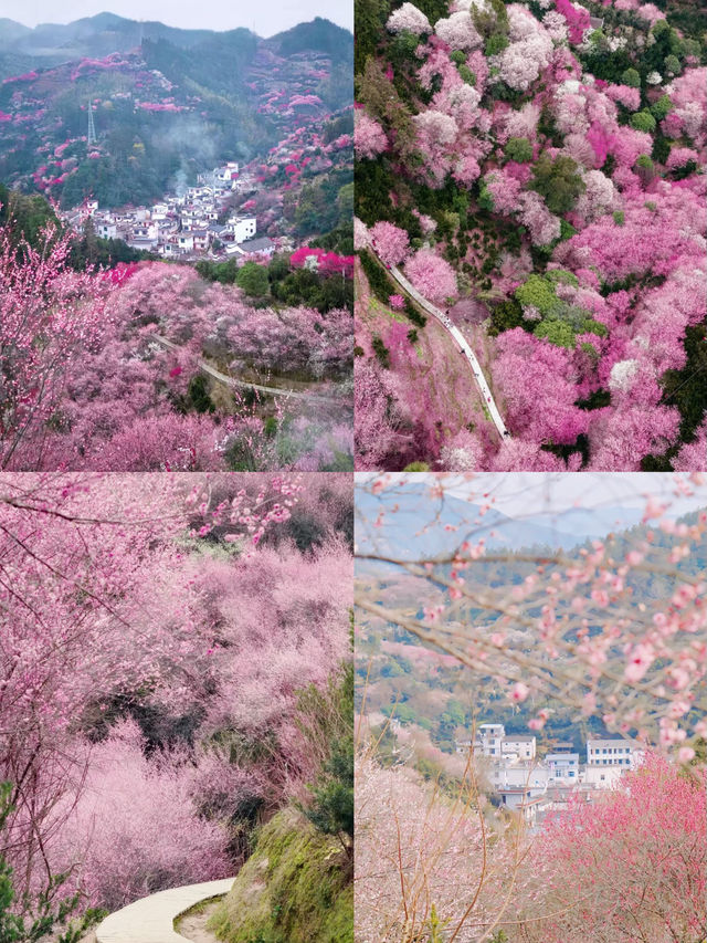 村裏老闆打來電話徽州的萬畝花海開了