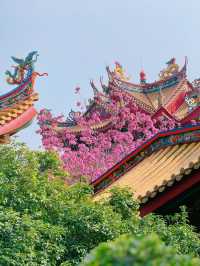廈門春日賞花新去處！天竺岩寺紫花風鈴木