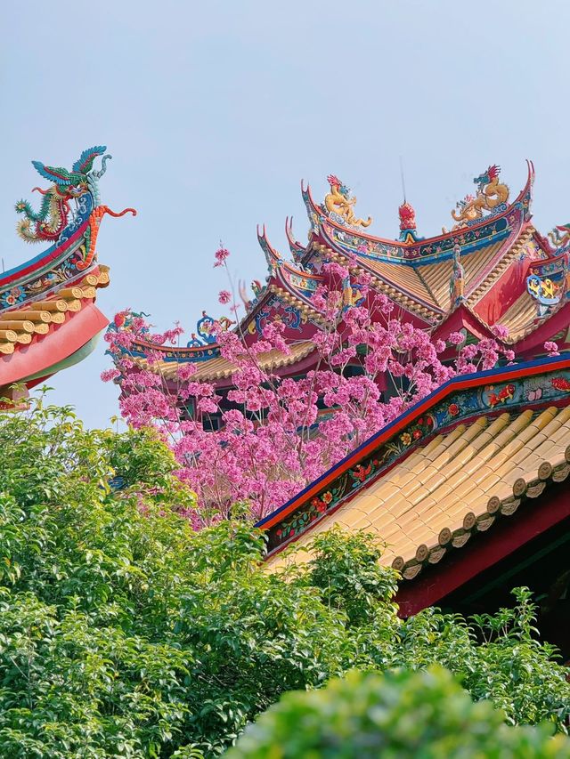 廈門春日賞花新去處！天竺岩寺紫花風鈴木