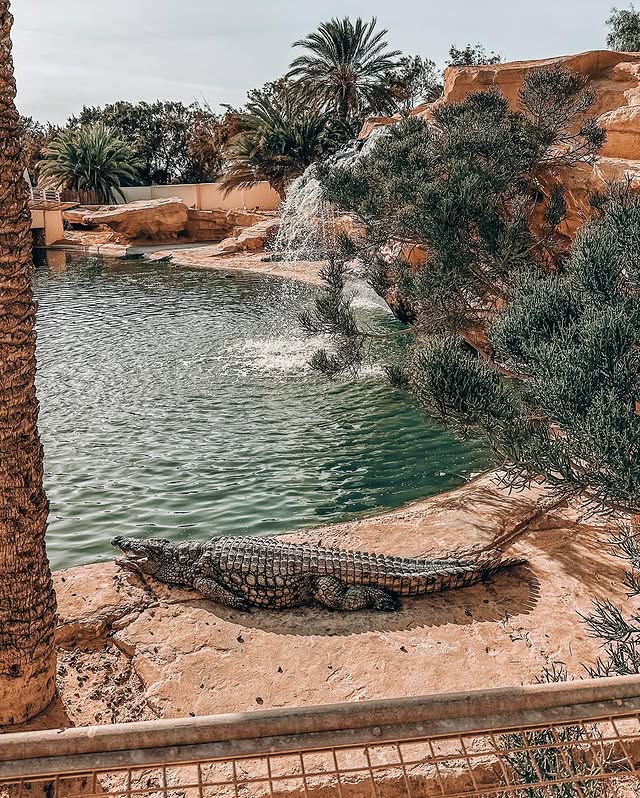 Djerba Explore Park—An Amazing Adventure in the Crocodile Kingdom!