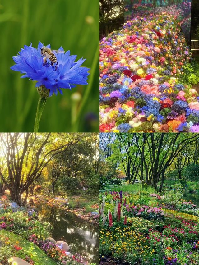 魔都「莫奈花園」—共青森林公園這片秘境，美到犯規！