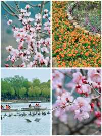 春日限定 | ‌ ‌‌桃花源賞桃花遊玩攻略