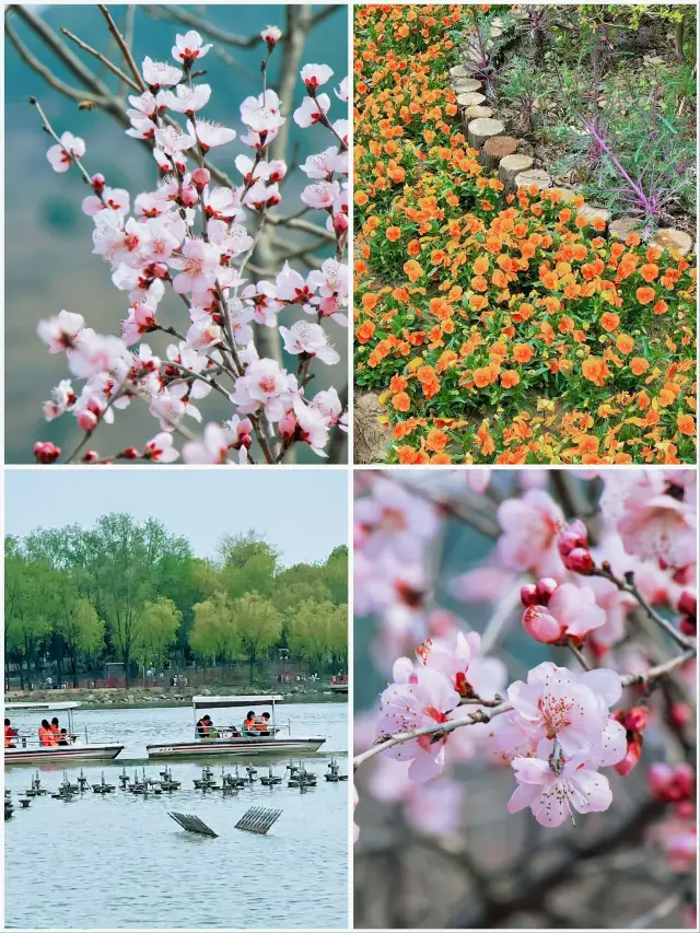 Limited-Time Spring Offer | Peach Blossom Tour Guide for Taohuayuan