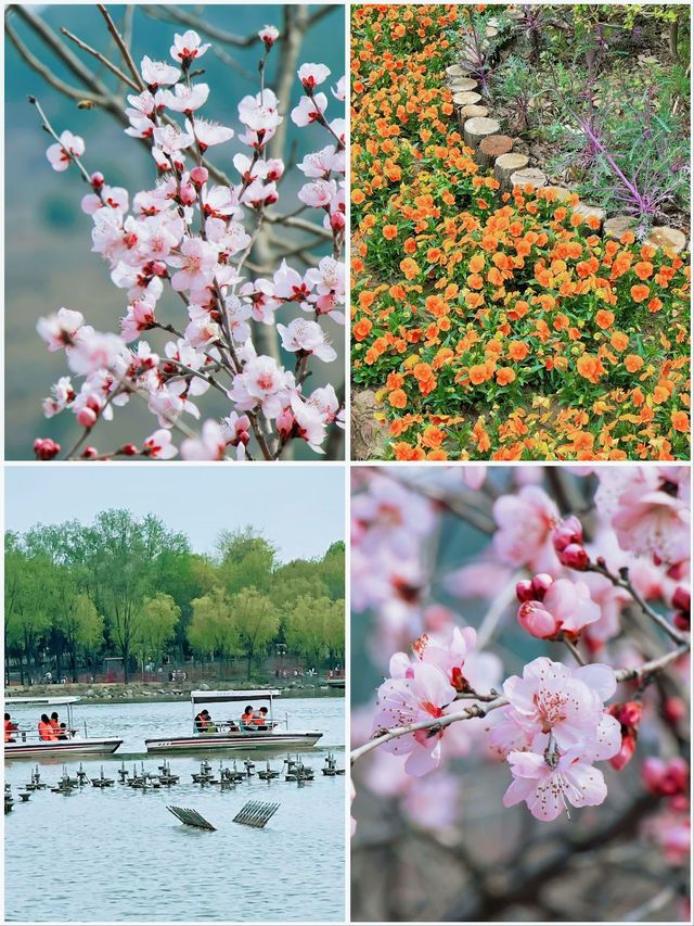 春日限定 | ‌ ‌‌桃花源賞桃花遊玩攻略