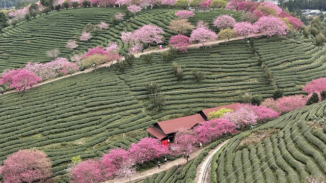 帶上86歲的老媽去福建看櫻花