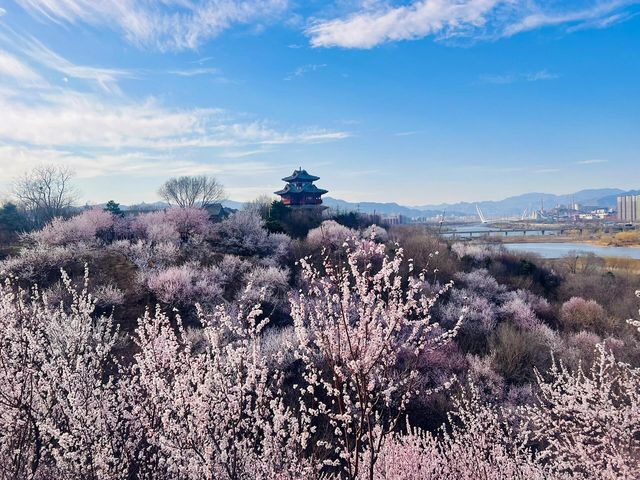 3.20實況｜北京這個絕美桃花山已盛開