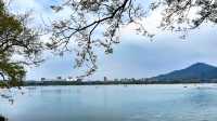 春日的玄武湖，與紫峰共舞