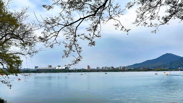 春日的玄武湖，與紫峰共舞