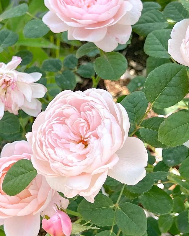 高陽花卉博覽會—夢幻花海，美到不真實！