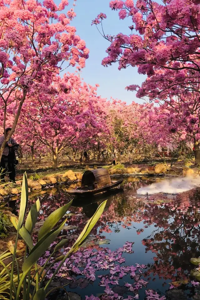 2 Hours from Guangzhou | Seriously Underrated Flower Sea!