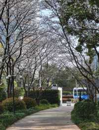 街頭翻新花樣，影到一張超靚嘅明珠盆景🪴相