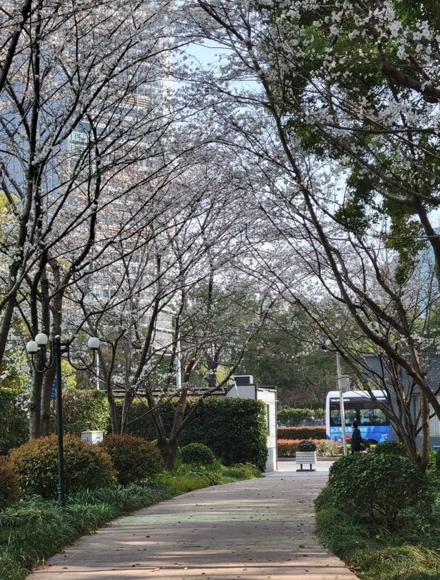 街頭翻新花樣，影到一張超靚嘅明珠盆景🪴相