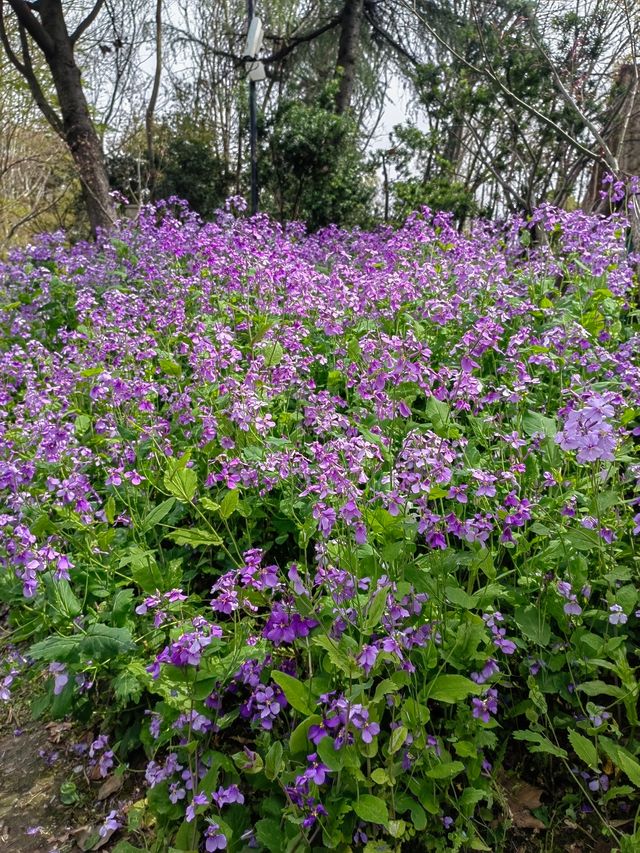 上海吳淞炮台灣國家濕地公園