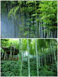 咸寧星星竹海風景區