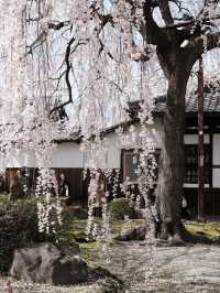 京都本滿寺嘅櫻花，美到心靈深處💕