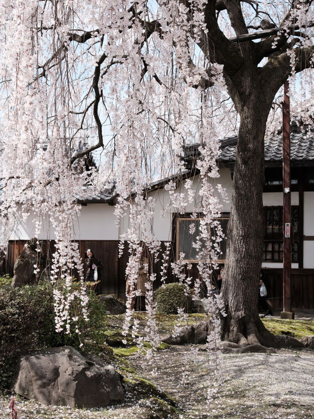 京都本滿寺嘅櫻花，美到心靈深處💕