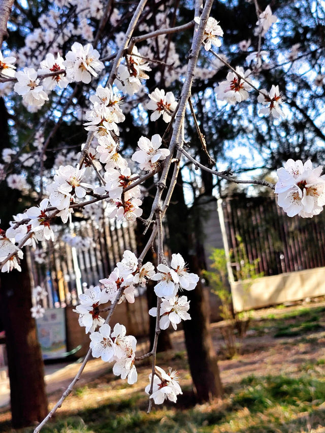 賞花好去處｜國家植物園