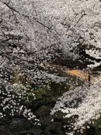 濟州櫻花季 | 新山公園的浪漫花事🌸