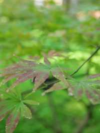 中山植物園（北園）| 四時之景 無不可愛