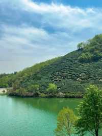 信陽文新茶村｜闖入治癒系茶山秘境