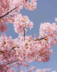 東京タワーと桜の絶妙なコラボレーション 🌸🗼