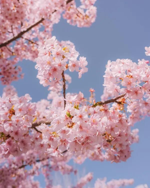 東京タワーと桜の絶妙なコラボレーション 🌸🗼