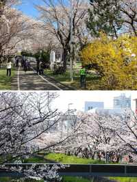 札幌賞櫻花～五月也不晚，剛好可以安排在五一出行！