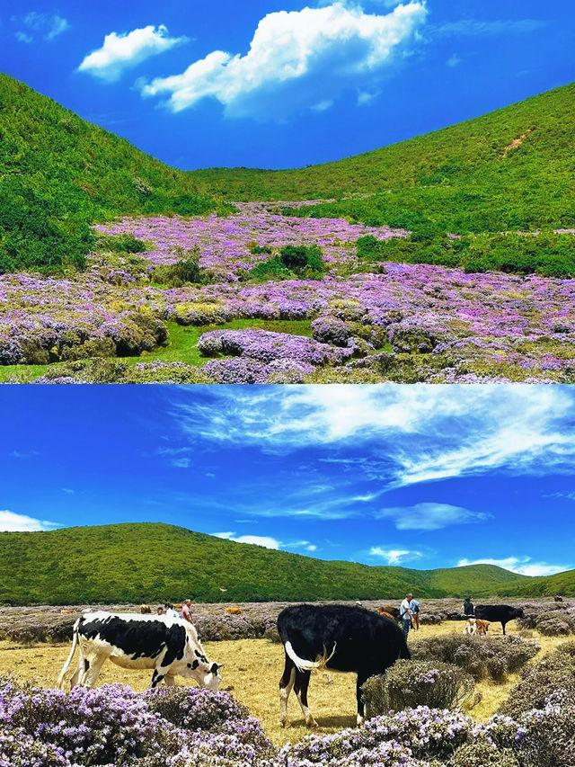 適合六七月份去旅行的地方可以看索瑪花