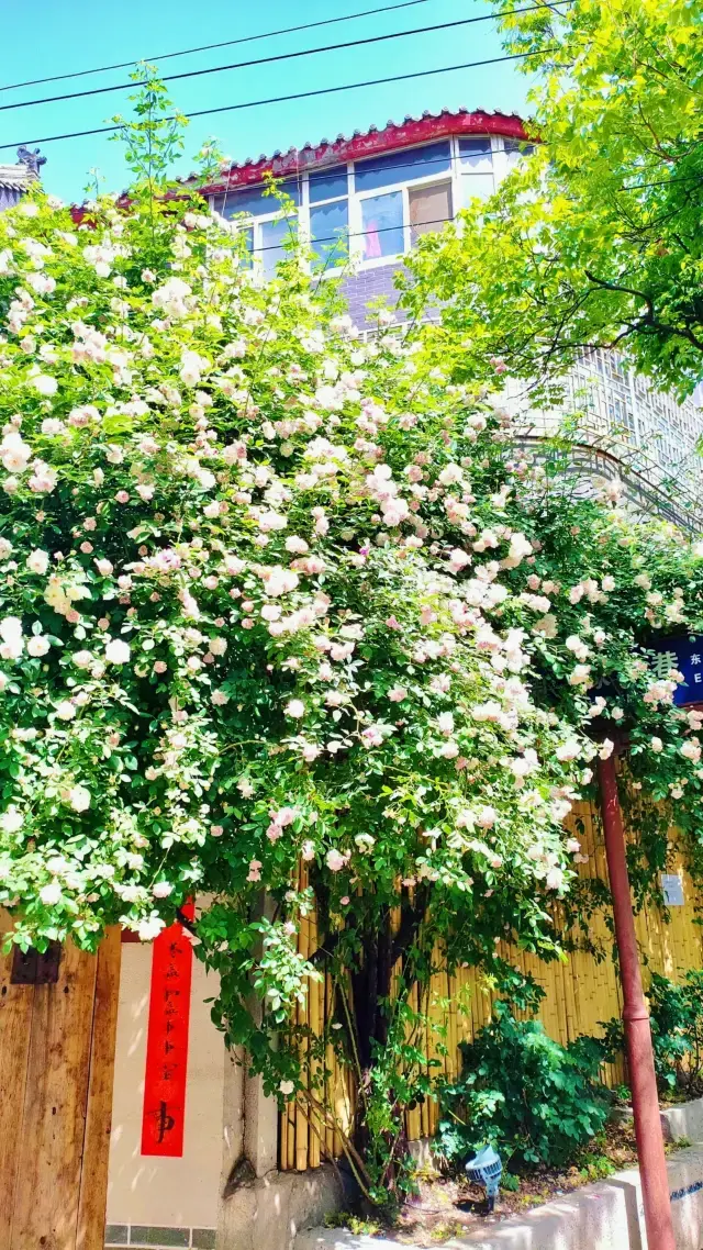 Are You Sure You Don't Want to Save This Xi'an May Day Activity Guide?