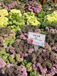 🌸香港花展2025：掉進花海的夢幻體驗！