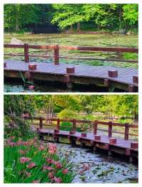 闖入杭州莫奈花園，邂逅鳶尾花海。